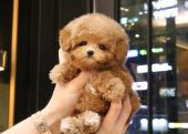 KORE KAN TOY POODLE